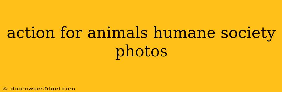 action for animals humane society photos
