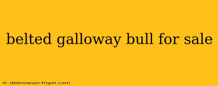 belted galloway bull for sale