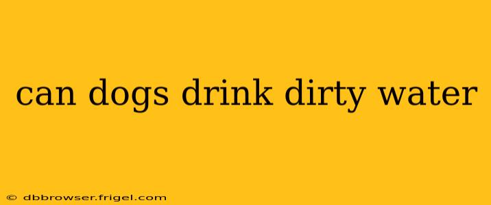 can dogs drink dirty water