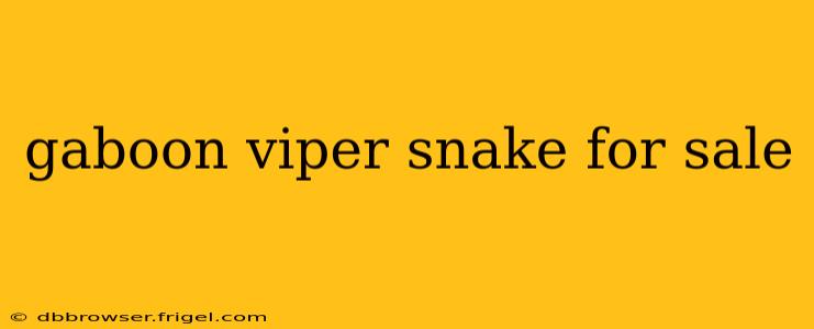 gaboon viper snake for sale