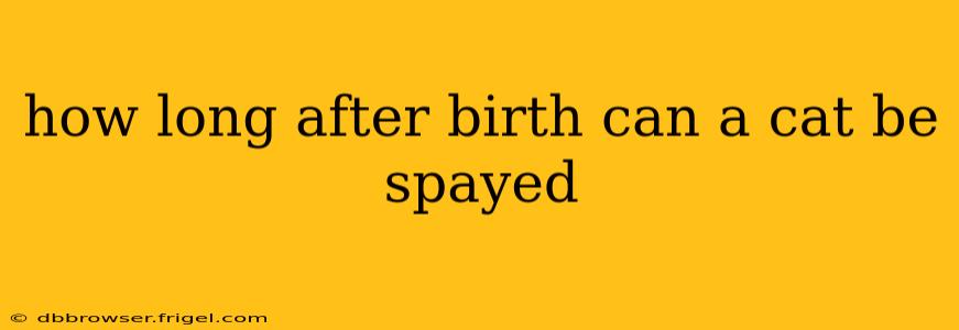 how long after birth can a cat be spayed