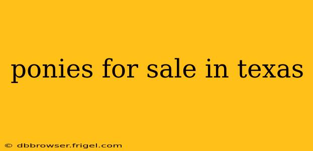 ponies for sale in texas