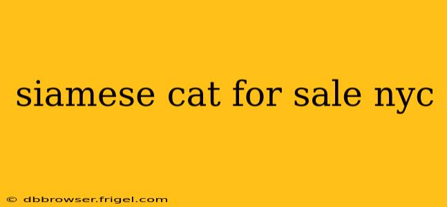 siamese cat for sale nyc