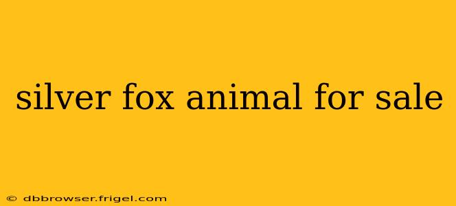 silver fox animal for sale