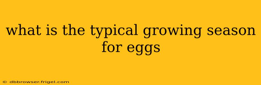 what is the typical growing season for eggs